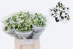 BOUVARDIA DIAMOND SPARKLES 60